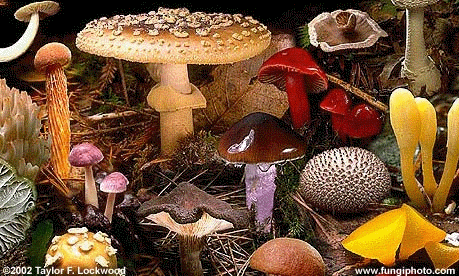 Mushrooms, Mycology of Consciousness - Paul Stamets Fungi_Taylor