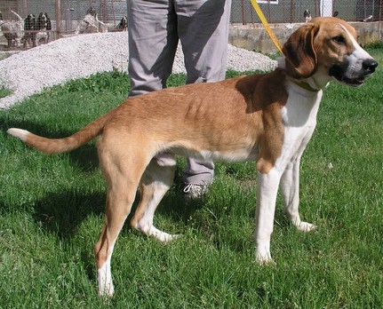 ERNEST - x anglo 11 ans (8 ans de refuge)  - Asso ACAMA (43) Ernest%20st%20pal%2013%20mai