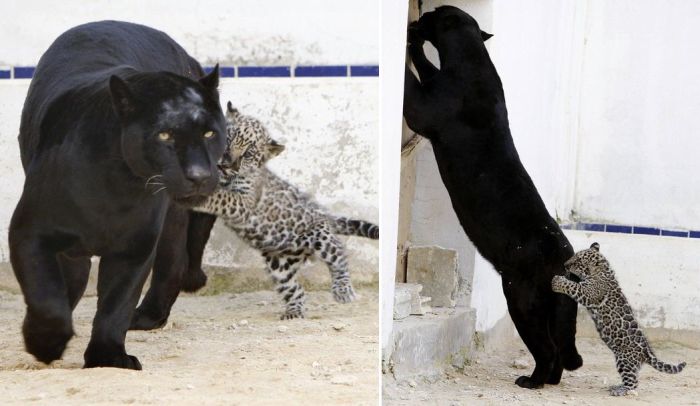 Les macs de la mignonnitude du règne animal Jaguar_cub_playing_with_his_mother_06