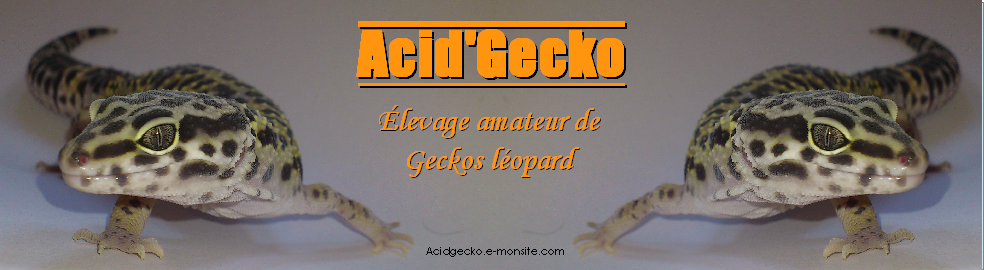 Urgent !!!!! ( Gecko )  - Page 3 Banniere-png-final