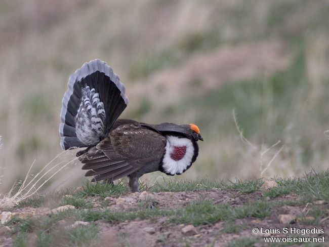 l'oiseau de Martin du 15 mars trouvé par Ajonc Tetras.sombre.lohe.1g