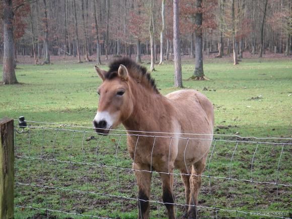 Animaux - Equidés -Le cheval sauvage - Cheval - Mythologie et Légendes -et autres(photos et textes historiques) 113996