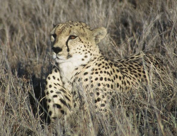 Animaux - Félins -Le Chat sauvage d'Asie -Le Tigre - Présentation -et autres (photos,textes,historiques) 1165941-1504014