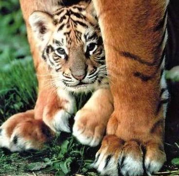 Animaux - Félins -Le Chat sauvage d'Asie -Le Tigre - Présentation -et autres (photos,textes,historiques) 1179074434