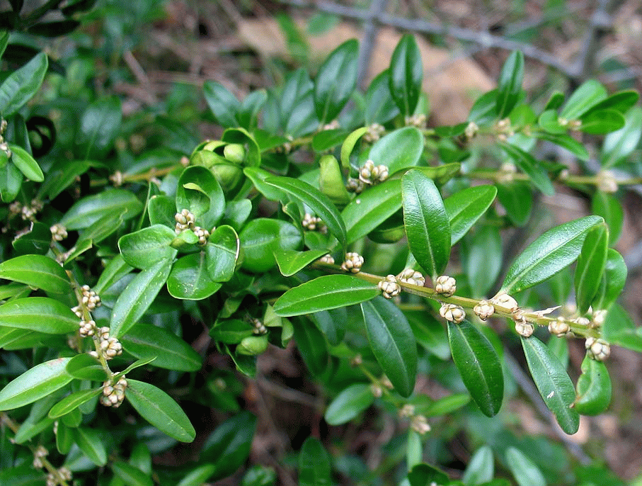 Sorcier(es) et sorcellerie - Les grimoires - Plantes - 1183ba25