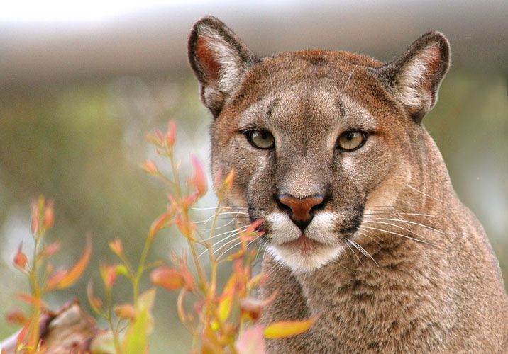 Animaux - Félins -Le Chat sauvage d'Asie -Le Tigre - Présentation -et autres (photos,textes,historiques) 1235929843ZbUwN6V