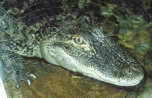 Animaux - Crocodiliens -Le Gavial du Gange+le caïman à lunettes+Le Caïman Yacare+autres  1ac64b1b