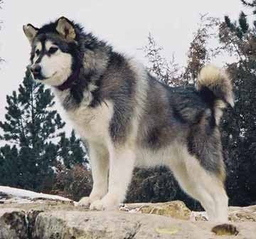 animaux de compagnie - chiens -Le Yorkshire terrier+Le Berger des Pyrénées et autres (photos,textes) 2279aeca