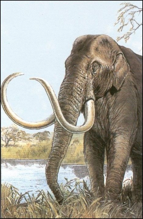 Animaux préhistoriques -Diprotodon - Chalicotherium -et autres(photos,textes...) 2352610a