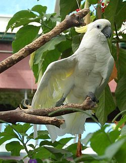 Animaux - Espèces menacées -La panthère nébuleuse +Le Kagou huppé+ autres 250px-Cacatua_galerita_-Victoria_Butterfly_Gardens-8a