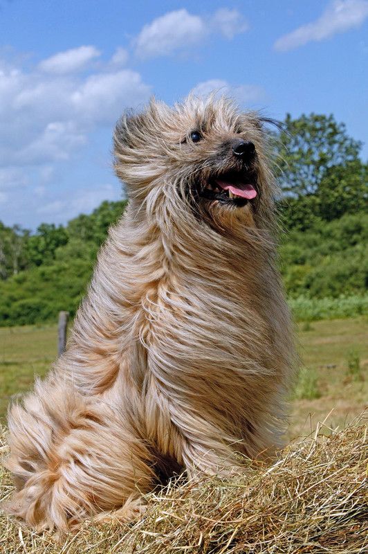 animaux de compagnie - chiens -Le Yorkshire terrier+Le Berger des Pyrénées et autres (photos,textes) 318f8628