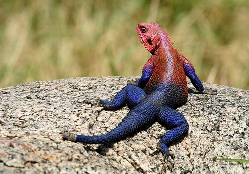 Animaux - Lézards - Caméléon panthère -Anguidae - L'orvet - 483296e5