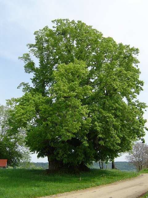 Arbres et arbustes (Le rhododendron -Le camélia -Le Bonsaï - et autres 549eafee