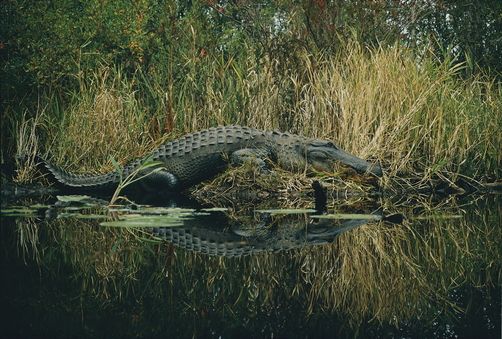 Animaux - Crocodiliens -Le Gavial du Gange+le caïman à lunettes+Le Caïman Yacare+autres  579761