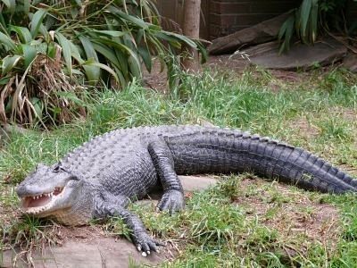 Animaux - Crocodiliens - 601291-alligator-am-ricain