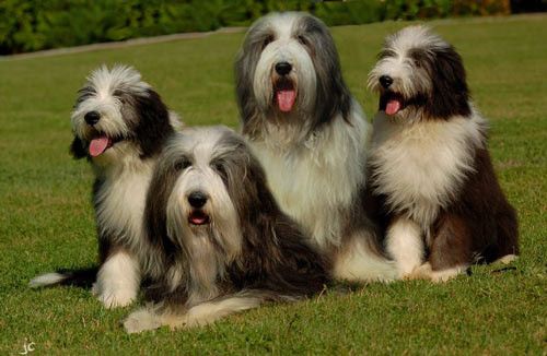 animaux de compagnie - chiens -Le Yorkshire terrier+Le Berger des Pyrénées et autres (photos,textes) 66658786