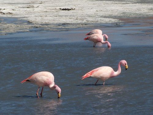 Animaux - Oiseaux - Le roselin familier -Calopsitte - Manchot empereur -+ autres(photos,textes) 7e0021e4