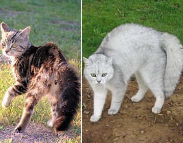 animaux de compagnie - chats -(races et comportements) 8-6886ca
