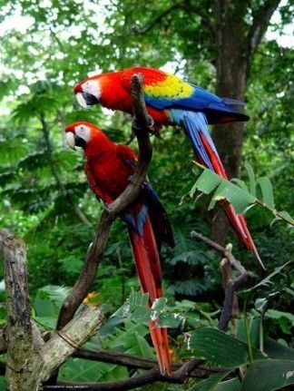 Animaux - Oiseaux - Le roselin familier -Calopsitte - Manchot empereur -+ autres(photos,textes) 807653a4