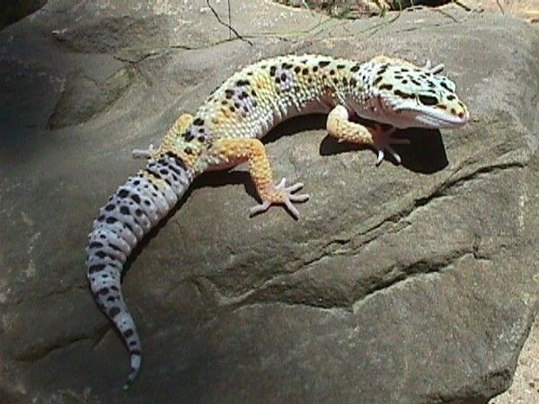 Animaux - Lézards - Caméléon panthère -Anguidae - L'orvet - 848d3857