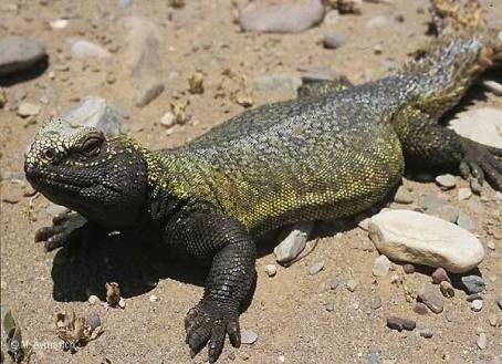 Animaux - Lézards - Caméléon panthère -Anguidae - L'orvet - 8a1e47e1