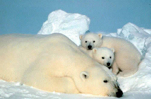 Animaux - Ursidés -Ours Blanc ou Ours Polaire -Le panda -  9bd53b71