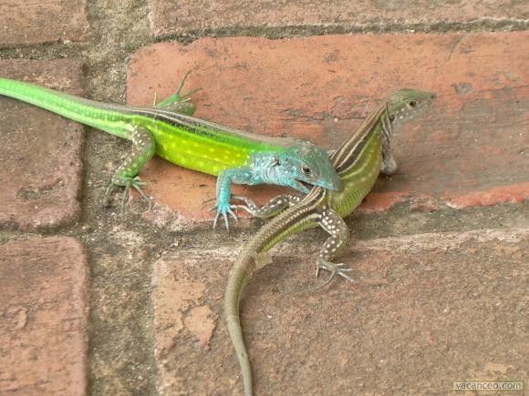 Animaux - Lézards - Caméléon panthère -Anguidae - L'orvet - 9d638540