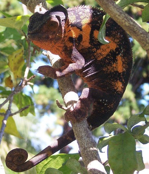 Animaux - Lézards - Caméléon panthère -Anguidae - L'orvet - 9de7bcf9