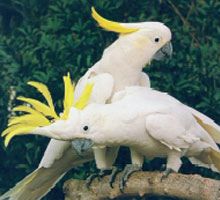 Animaux - Espèces menacées -La panthère nébuleuse +Le Kagou huppé+ autres Cacatoes