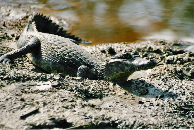 Animaux - Crocodiliens -Le Gavial du Gange+le caïman à lunettes+Le Caïman Yacare+autres  Caiman_yacare