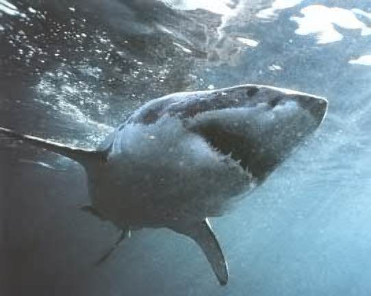 Animaux - Espèces menacées -La panthère nébuleuse +Le Kagou huppé+ autres Grand-requin-blanc