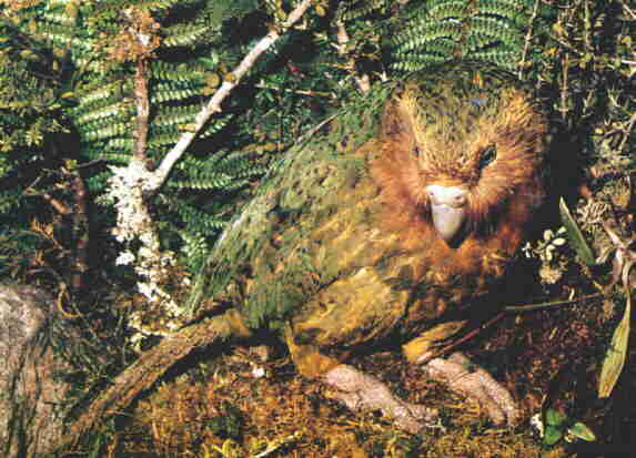 Animaux - Espèces menacées -La panthère nébuleuse +Le Kagou huppé+ autres KAKAPO