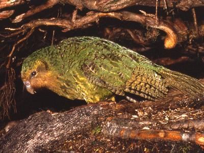 Animaux - Espèces menacées -La panthère nébuleuse +Le Kagou huppé+ autres KAKAPO11