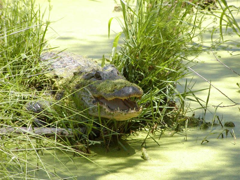 Animaux - Crocodiliens -Le Gavial du Gange+le caïman à lunettes+Le Caïman Yacare+autres  P1010032