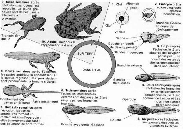 Animaux - Batraciens,amphibiens - Rainette aux yeux rouges+les anoures A8870aa4