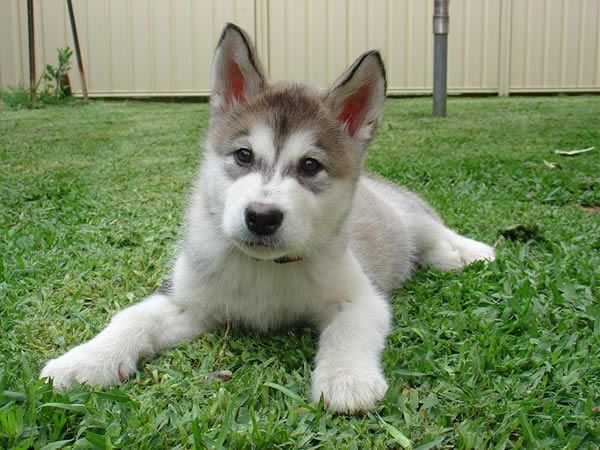 animaux de compagnie - chiens -Le Yorkshire terrier+Le Berger des Pyrénées et autres (photos,textes) Alaskan-malamute-6