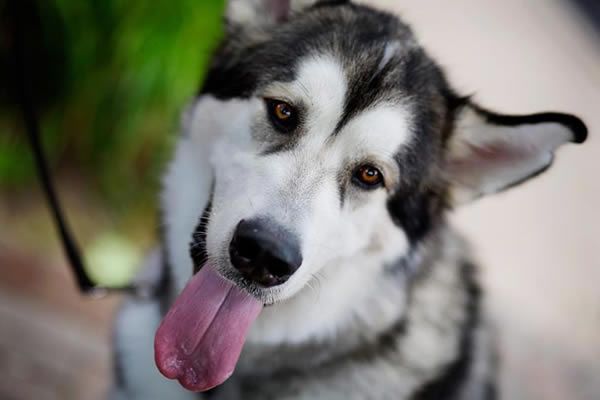 animaux de compagnie - chiens (caractères.....) Alaskan-malamute-7