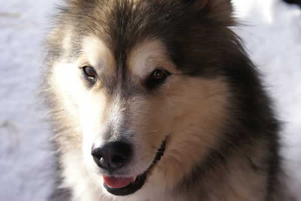 animaux de compagnie - chiens -Le Yorkshire terrier+Le Berger des Pyrénées et autres (photos,textes) Alaskan_01