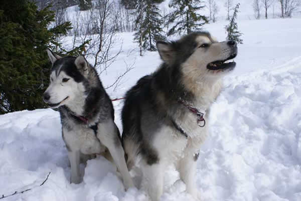 animaux de compagnie - chiens -Le Yorkshire terrier+Le Berger des Pyrénées et autres (photos,textes) Alaskan_02