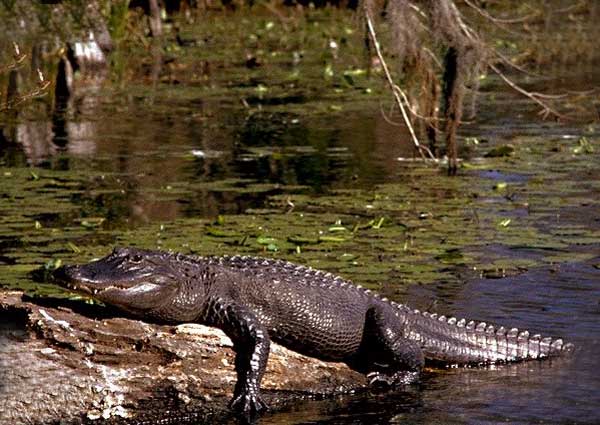 Animaux - Crocodiliens -Le Gavial du Gange+le caïman à lunettes+Le Caïman Yacare+autres  Alligator_americainld03