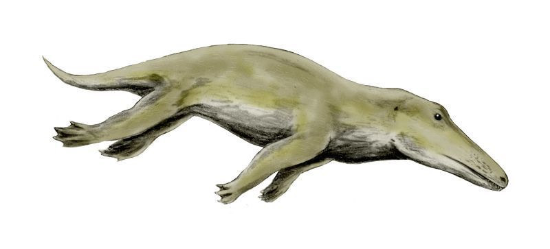 Animaux préhistoriques -Diprotodon - Chalicotherium -et autres(photos,textes...) Ambulocetus_bw-1a65dc9