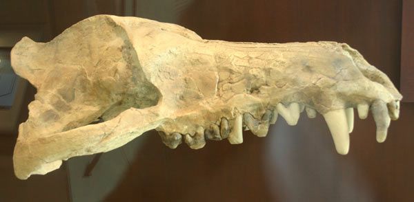 Animaux préhistoriques -Diprotodon - Chalicotherium -et autres(photos,textes...) Andrewsarchus-20-1a65f35