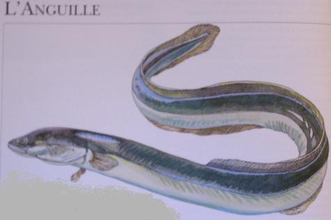 Cuisine - recettes et astuces-Poissons - Bar -Anguille -La guerre des Cassoulets -+autres (photos et textes) Anguille