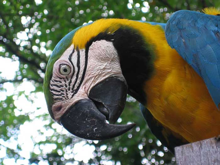 Animaux - Oiseaux - Le roselin familier -Calopsitte - Manchot empereur -+ autres(photos,textes) Ara-bleu-6-16e0ccf