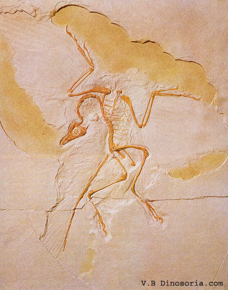 Animaux préhistoriques -Diprotodon - Chalicotherium -et autres(photos,textes...) Archaeopteryx-2-12f37d1