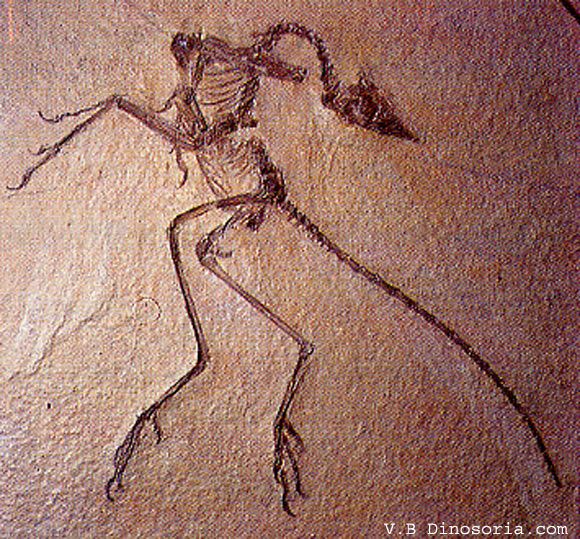 Animaux préhistoriques -Diprotodon - Chalicotherium -et autres(photos,textes...) Archaeopteryx-4-1a66657