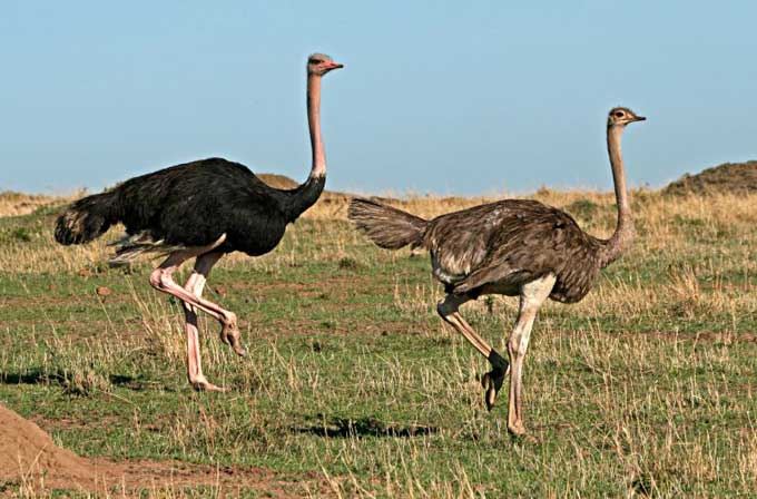 Animaux - Oiseaux - le Kookaburra +autruche+flamant rose+kiwi Autruche_06-1425279