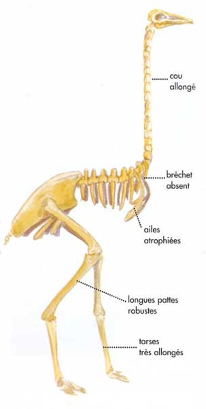 Animaux - Oiseaux - Le roselin familier -Calopsitte - Manchot empereur -+ autres(photos,textes) Autruche_squelette-1425217