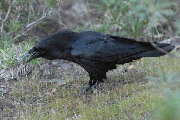 Animaux - Oiseaux - Le roselin familier -Calopsitte - Manchot empereur -+ autres(photos,textes) B2ecaf21