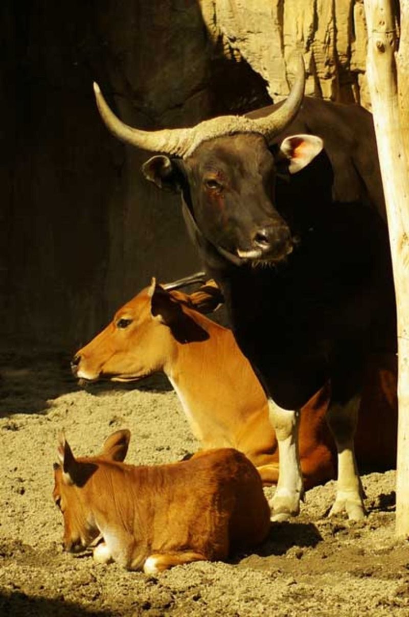 Animaux préhistoriques -Diprotodon - Chalicotherium -et autres(photos,textes...) Banteng-1b9257d